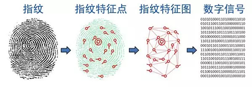 指紋識別原理