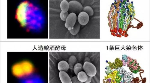 我國(guó)科學(xué)家造簡(jiǎn)約生命體:首例人造單染色體真核細(xì)胞