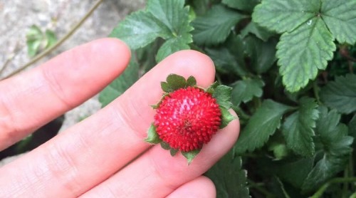 有毒撵术！草叢里小紅果鮮艷誘人 醫(yī)生：這是蛇莓 可別誤食